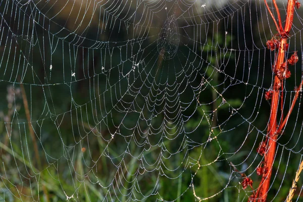 Spinnenweb Met Dauw Druppels Een Rode Plant Tegen Groen Gras — Stockfoto
