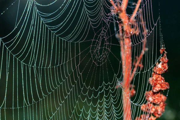 Spinnenweb Met Dauw Druppels Een Rode Plant Tegen Donkere Achtergrond — Stockfoto