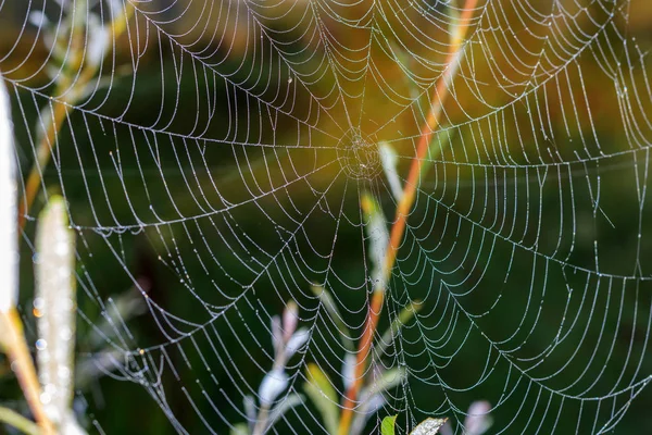Ιστός Αράχνης Δροσοσταλίδα Σταγόνες Ένα Υπόβαθρο Των Πράσινων Φυτών — Φωτογραφία Αρχείου