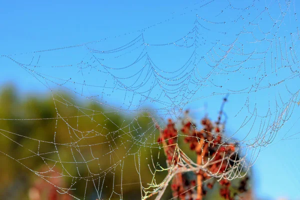 Rosée Tombe Sur Toile Araignée Contre Ciel Bleu Les Plantes — Photo