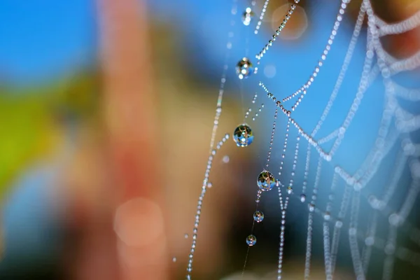 Telaraña Con Gotas Rocío Primer Plano Sobre Fondo Cielo Azul — Foto de Stock