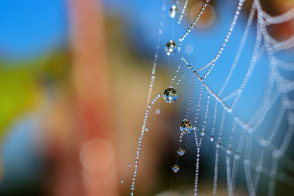Spider web with dew drops closeup on a blue sky backgrond