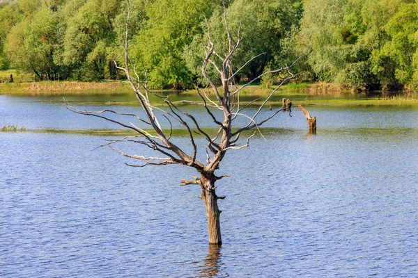 Pień Drzewa Suszone Wodzie Podczas Powodzi Wiosna — Zdjęcie stockowe