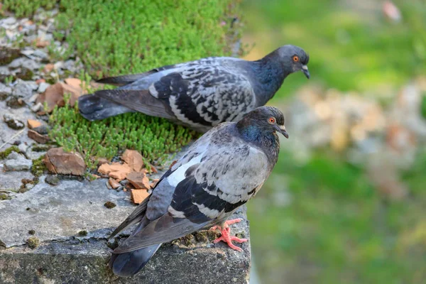 Zwei Wilde Tauben Auf Einer Betonplatte Auf Grünem Grashintergrund — Stockfoto