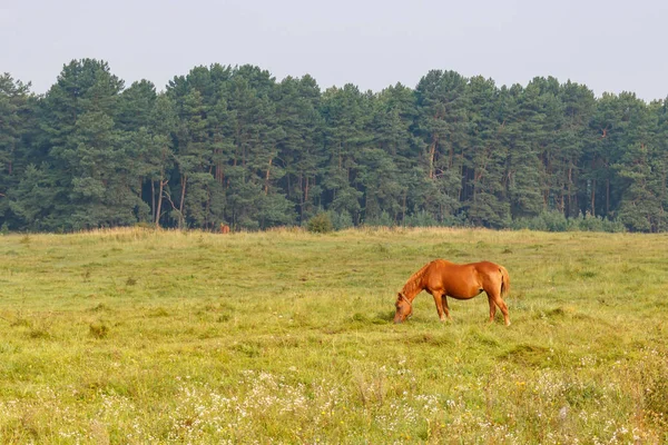 Bruin Paard Graast Een Weide Tegen Bos Achtergrond Een Zonnige — Stockfoto