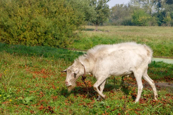 Domestik Kambing Merumput Padang Rumput Hijau Latar Belakang Semak Semak — Stok Foto