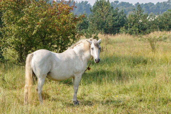 一只国内白马站在草丛中草地上的画像 — 图库照片