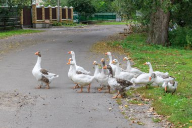Köyde bir otomobil yol yerli kaz sürüsü geçiyor