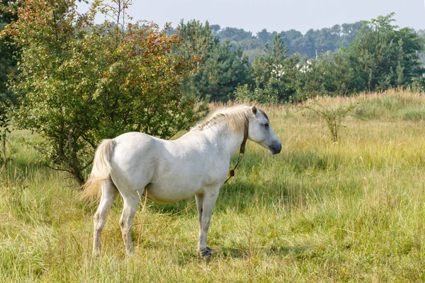 Binnenlandse Wit Paard Staande Het Gras Tegen Struiken — Stockfoto