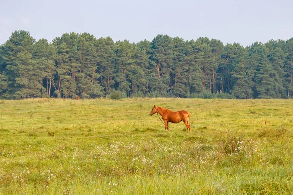 Bruin Paard Staat Het Gras Een Weide Tegen Bos Achtergrond — Stockfoto