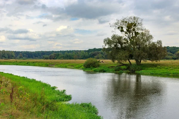 가 날에 흐린 하늘에 대 한 물 표면에 반사와 강에 외로운 나무. 강 풍경 — 스톡 사진