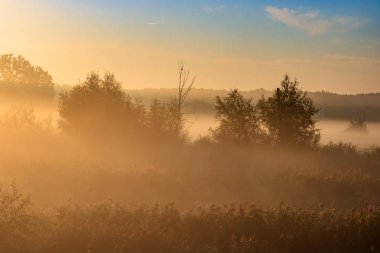 Sis çalılar ve ağaçlar sonbahar sabahı yükselen güneşin turuncu ışınları ile çayır üzerinde. Doğa manzara