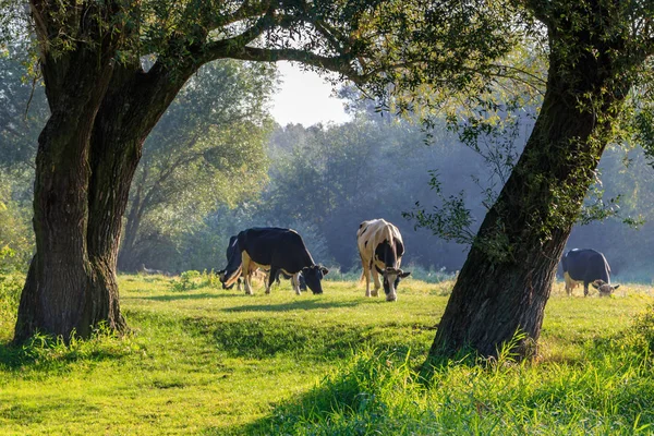 Kudde Koeien Grazen Aan Rivieroever Tussen Bomen Zonnige Herfst Ochtend — Stockfoto