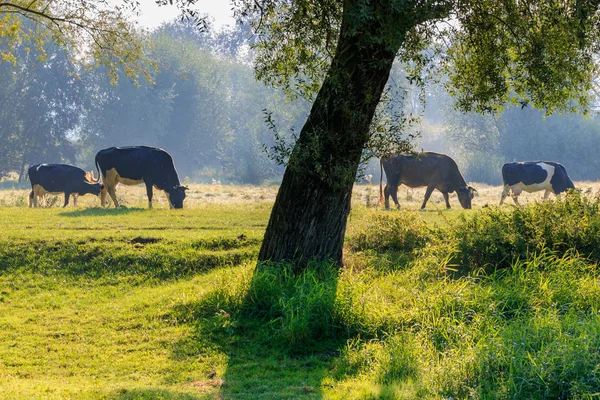 Kudde Koeien Grazen Een Groene Weide Tegen Bomen Een Zonnige — Stockfoto