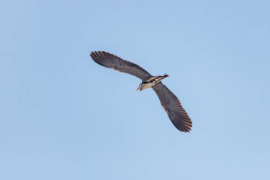 Güneşli bir gün, mavi gökyüzü arka plan üzerinde uçan balıkçıl