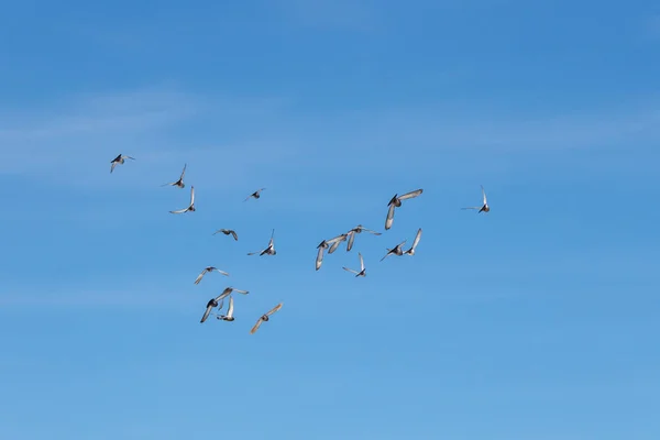 青空と鳩の飛行の群れ — ストック写真