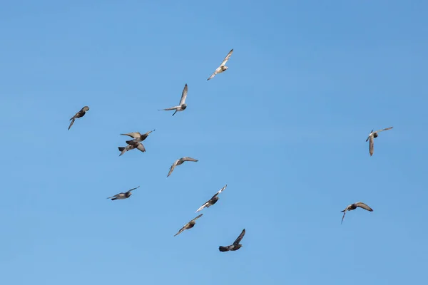 青空背景で野生のハトの飛行の群れ — ストック写真