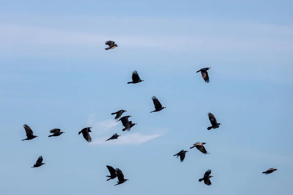 青空をバックに黒いカラス ハエの群れ — ストック写真