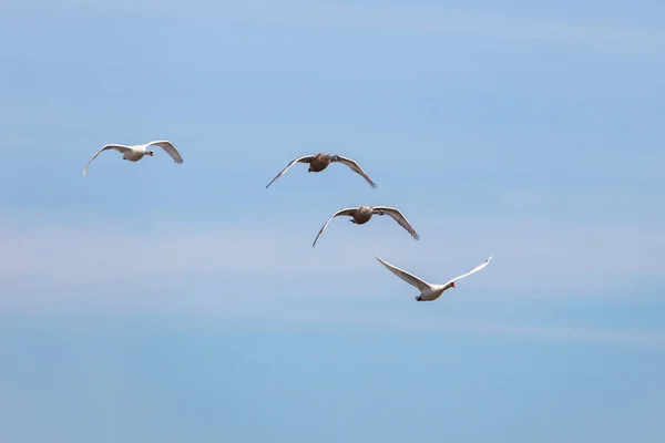 青空をバックに白鳥フライ — ストック写真