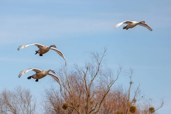 Los Cisnes Blancos Despegan Contra Los Árboles Sobre Fondo Azul —  Fotos de Stock