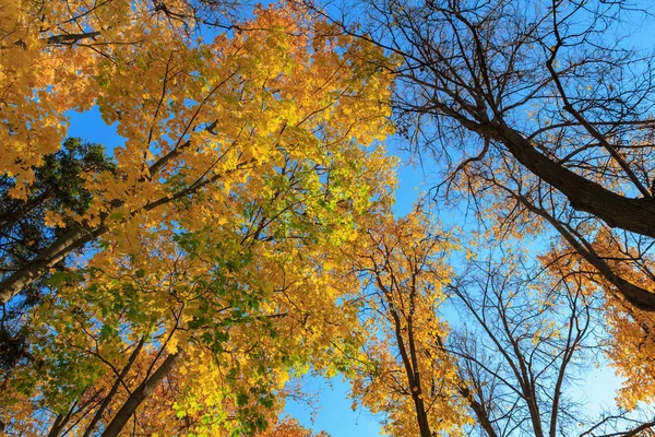 Trees with colored leaves against blue sky at sunny autumn day