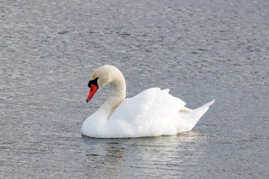 Güzel beyaz kuğu nehir yüzeyi