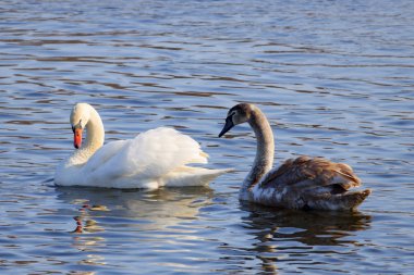 Güzel genç Beyaz Kuğu üst mavi su yüzeyine yüzme ile