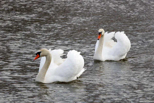 Zwei Schöne Weiße Schwäne Schwimmen Auf Der Flussoberfläche — Stockfoto