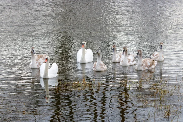 Große Familie Weißer Schwäne Schwimmt Auf Der Wasseroberfläche — Stockfoto