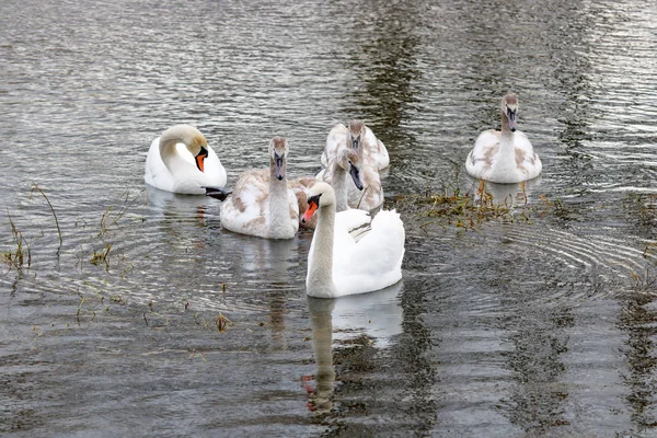 Paar Weißer Schwäne Mit Jungtieren Die Auf Der Flussoberfläche Schwimmen — Stockfoto