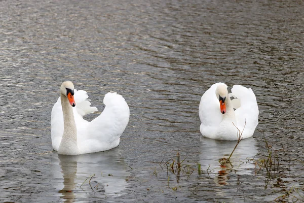Dos Hermosos Cisnes Blancos Con Alas Elevadas Superficie Del Río —  Fotos de Stock