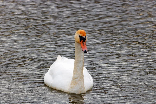 Ung Swan Simning River Ytan — Stockfoto