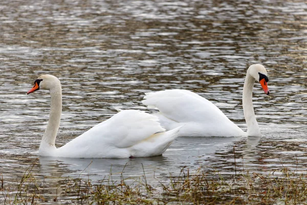 Dos Hermosos Cisnes Blancos Nadando Superficie Del Río —  Fotos de Stock