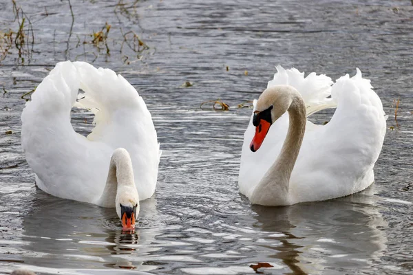 Par Hermosos Cisnes Blancos Primer Plano Superficie Del Agua —  Fotos de Stock