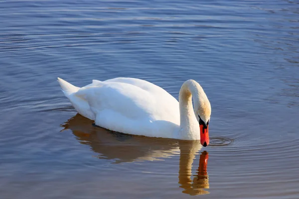 Hermosa Mirada Cisne Blanco Reflejo Superficie Del Agua —  Fotos de Stock