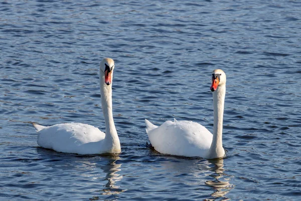 Par Hermosos Cisnes Blancos Nadando Superficie Del Agua Azul —  Fotos de Stock