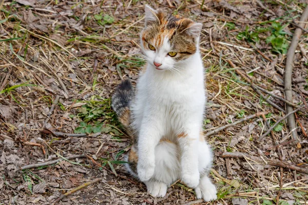 Триколор кіт сидить на землі і спостерігає з цікавістю — стокове фото