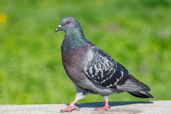 Wild pigeon walks on the concrete curb against green grass in sunny day close-up