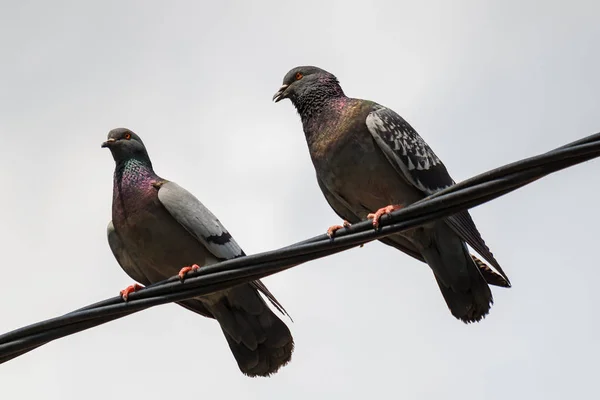 Dos palomas sentadas en el cable de la línea eléctrica contra el cielo nublado —  Fotos de Stock