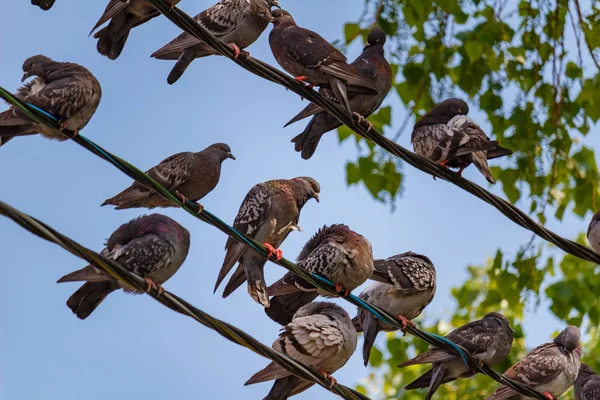 緑の木と青い空に対する電力線のケーブルに座っている鳩の群れ — ストック写真
