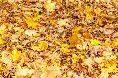 Güneş ışığında çimenlikte altın yapraklar. Sonbahar manzarası