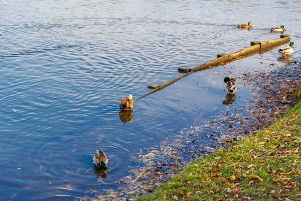 Wild ducks in water on the city pond in sunny autumn day. Autumn in public city park — Stock Photo, Image