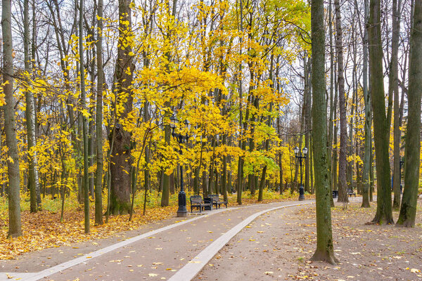 City park in autumn day. Footpath with benches against tall trees with yellow leaves