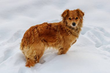Kızıl köpek bir kış günü derin karda durur.