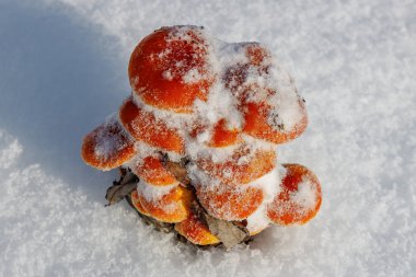 Kar, kış günü karlı arazide parlak turuncu mantar demetlerini kapladı.