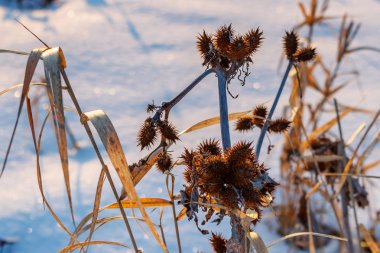 Karlı alan yüzeyine karşı güneş ışığında kurumuş bitkilerin kökleri. Güneşli kış gününde doğa manzarası