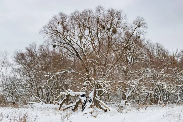 Paisaje del bosque invernal. Árboles cubiertos de nieve en el borde del bosque en un día nublado de invierno —  Fotos de Stock
