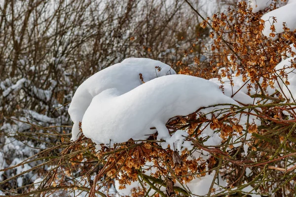 Nieve en las ramas de los arbustos de cerca en el soleado día de invierno. Invierno naturaleza paisaje —  Fotos de Stock