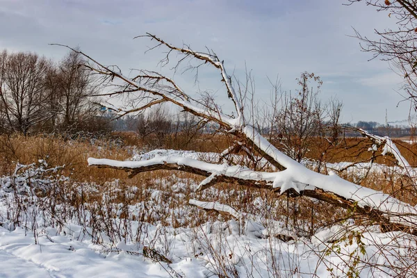 Snö täckt stam av ett fallen träd längs byvägen i solig vinterdag. Landsbygd vinter landskap — Stockfoto