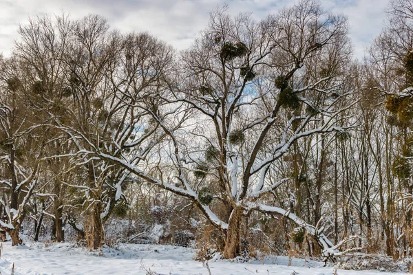 Árboles cubiertos de nieve en el borde del bosque en el soleado día de invierno contra el cielo azul con nubes —  Fotos de Stock